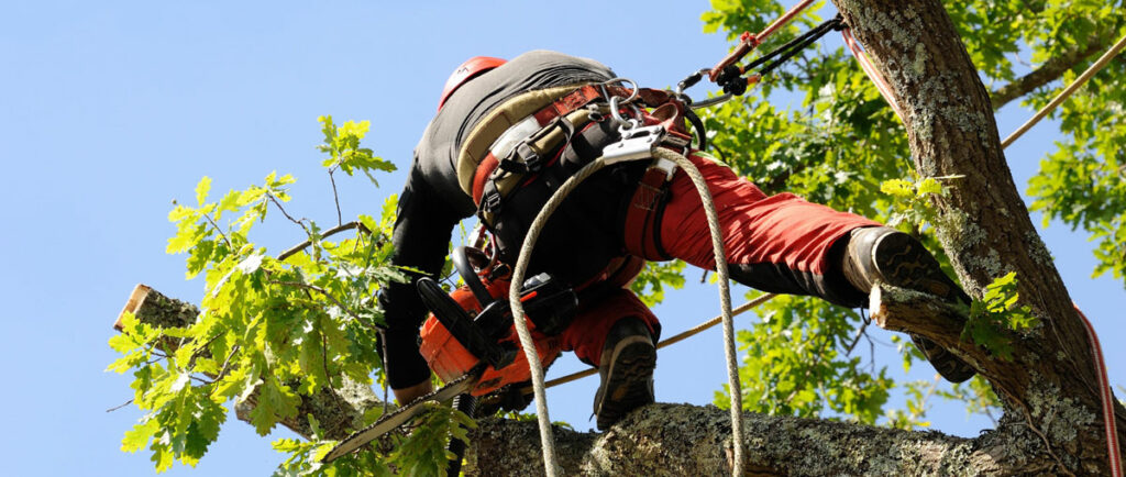 Vigneral Elagueur Bouvron Img Jardindessens 8 1